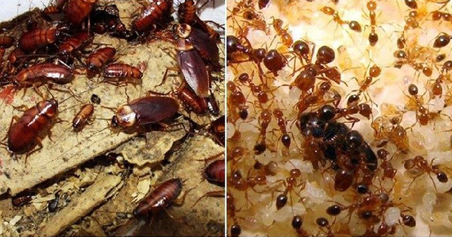 10 mẹo đơn giản giúp nhà em lúc nào cũng sạch bóng, mấy loại gián, kiến, muỗi khóc thét không dám bén mảng tới gần