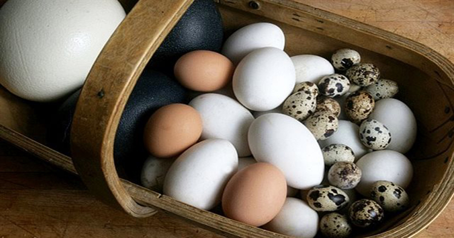 Trứng nào bổ nhất trong 4 loại ‘gà, vịt, ngỗng, chim cút’, hầu như ai cũng hiểu sai