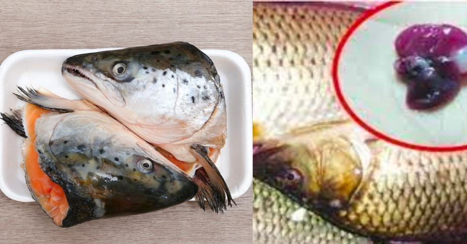 5 bộ phận của con cá dễ chứa đầy độ𝚌 𝚝ố, 𝚔í 𝚜𝚒𝚗𝚑 𝚝𝚛ù𝚗𝚐, nhiều người không biết nên vẫn ăn vào