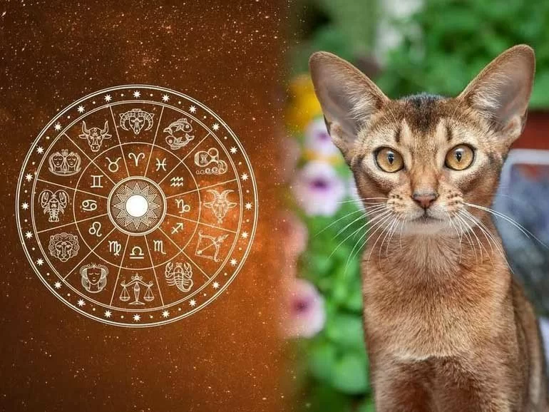 Dù có nỗ lực cả đời, 3 con giáp này có thể chẳng được như ý vì vận số quá đen