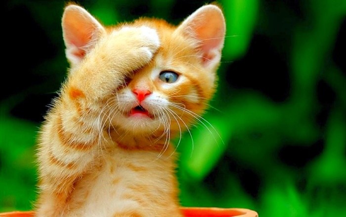 Qua đêm nay, 3 con giáp tay trái vịn Quý nhân, tay phải níu Thần Tài, sự nghiệp hưng thịnh