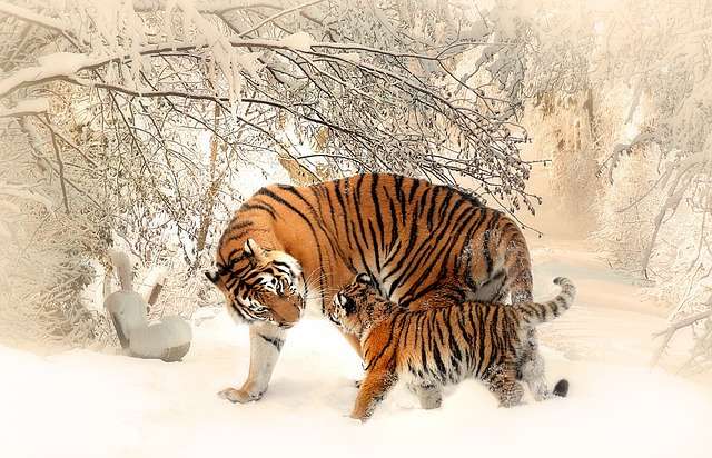 12h trưa nay: Những con giáp được Ngọc Hoàng gọi tên ban phát lộc lớn, túi tiền rủng rỉnh liên hồi không ai sánh bằng