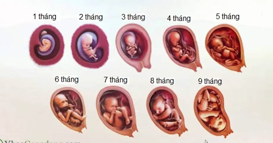 3 giai đoạn phát triển của thai nhi mẹ bầu cần nắm vững để khỏe mẹ khỏe con